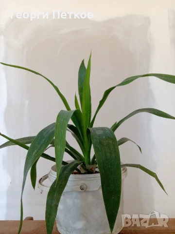 Стайна Палма Юка - 40 см.чисто, без контейнера., снимка 3 - Стайни растения - 50699090