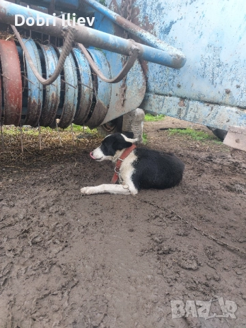 Продавам работещи Бордан Колита , снимка 3 - Бордър коли - 52231608