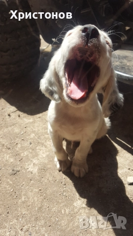 МАЛКИ КУЧЕНЦА