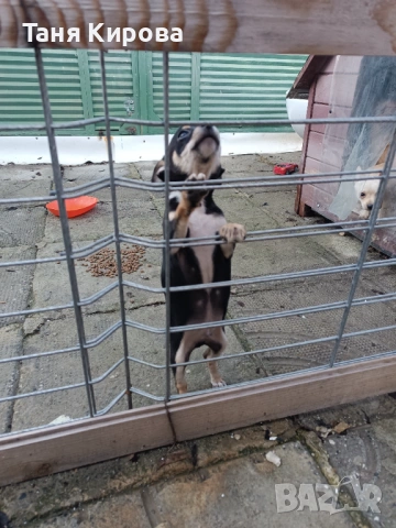 Малки пинчерчета, снимка 9 - Пинчер - 52975157