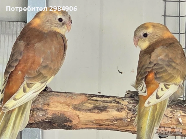 пойни папагал ПРОМО, снимка 4 - Папагали - 41350602