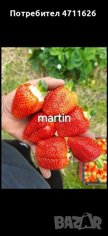 Разсад ягоди целогодишни , снимка 6 - Разсади - 53464019