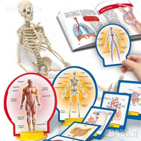 LISCIANI Малък гений: Открийте човешкото тяло, снимка 3 - Образователни игри - 38270853