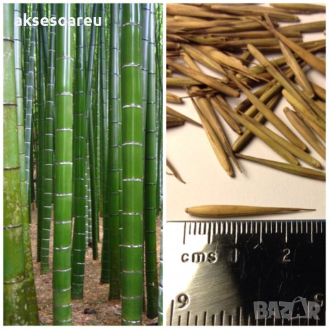 100 бр бамбукови семена от черен бамбук Black Bamboo растение декорация за двора и градината, снимка 17 - Стайни растения - 28091310