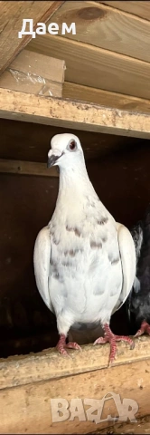 Спортни пощенски, снимка 4 - Гълъби - 53014235