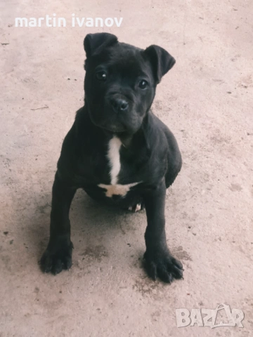 Мъжко питбулче, снимка 8 - Питбул - 53513097