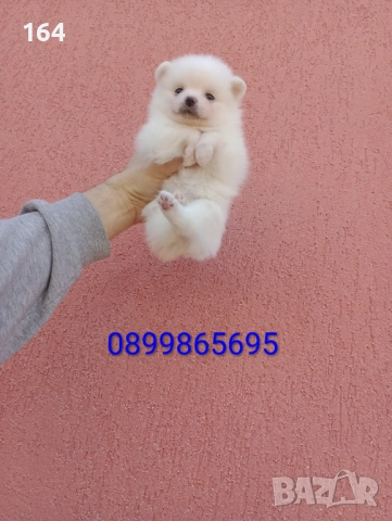 Бяло момченце. Померан., снимка 2 - Померан - 52946034
