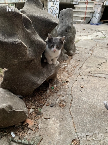 Подарявам малки котета, снимка 5 - Други - 51962311