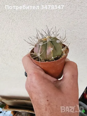 Кактуси по 10 лв, снимка 6 - Стайни растения - 50418240