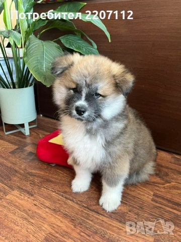 Женско акита-ину., снимка 2 - Акита ину - 53415124