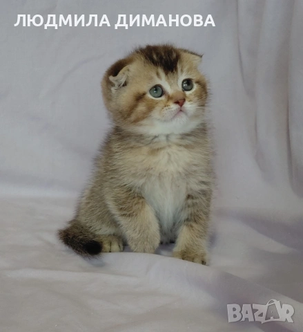 Шотландско мъжко. , снимка 5 - Британска късокосместа - 53571974