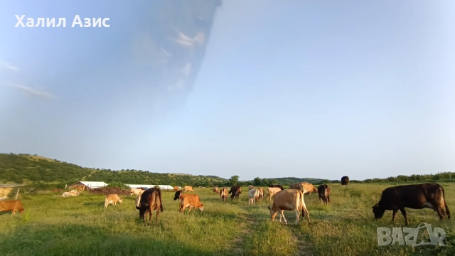 Продавам стадо крави джарсей. 34 броя редовни дойни. Повечето са бременни 7-ми месец., снимка 2 - Крави - 52032985