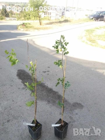 Хинап - Финап, снимка 6 - Разсади - 37713586