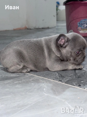 Френски булдог , снимка 2 - Френски булдог - 53140232