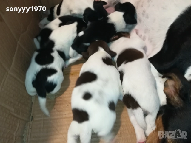 ДЖАК РЪСЕЛ-250ЛВ ЗА СЛАДКО КУТРЕ ПО ИЗБОР 2508251815, снимка 15 - Джак ръсел териер - 51486615