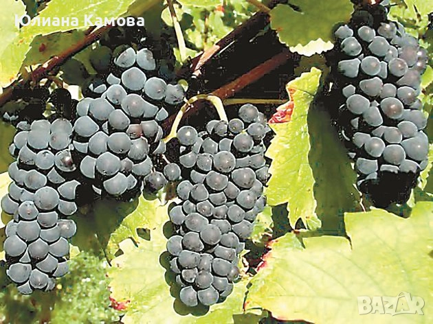 Мерло,каберне,  памид. рекацители,димят,плевенски мискет , снимка 1