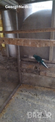 Продавам кикирики , снимка 4 - Папагали - 51487830