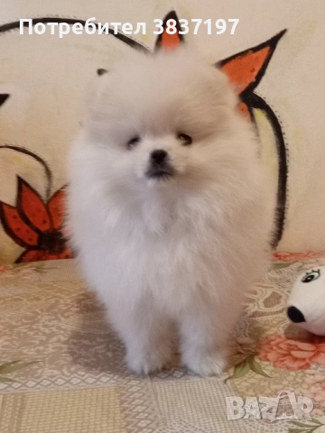 3 мъжки и 1 женско, снимка 15 - Померан - 52996319