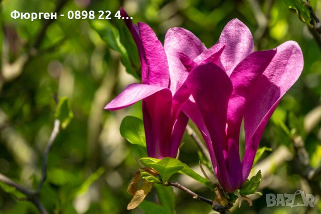 Магнолия Сюзън - Susan, снимка 5 - Разсади - 37824307