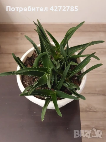 Алое вера, снимка 3 - Стайни растения - 51322426