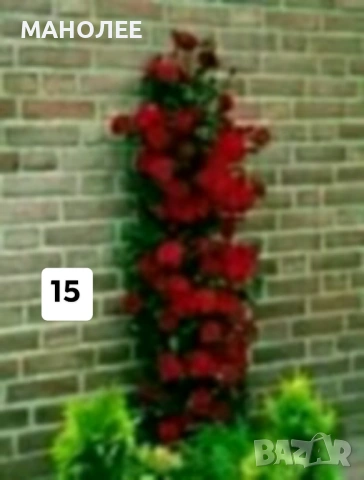 💐💐💐💐50 РЕЗНИКА В ЕДИН ПАКЕТ /видове по избор/ ЗА 10 € 💐🎁🪷🌞, снимка 16 - Градински цветя и растения - 53230275