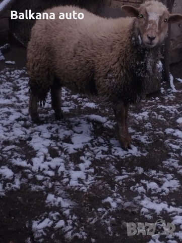 женско агне 