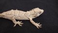 Gargoyle gecko, Ушат новокаледонски гекон