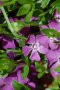 Винка Минор Атропурпуреа, Vinca minor 'Atropurpurea'