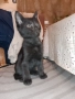 Мъжки котенца търсят своя постоянен дом, снимка 2