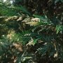 Кипарис Лейланди вариегатно, (Cupressocyparis leylandii 'Variegata'), снимка 15