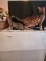 Бенгалска котка , снимка 6