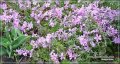 Продавам цветя Флокс за градината - разсад за ранно пролетно засаждане, снимка 8