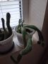 Кактус - две саксии, снимка 4