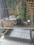 Клетка за папагал, снимка 2