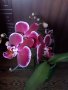 Хибискус, рео червено,кливия, исусов венец,орхидеи, кротон, снимка 1 - Стайни растения - 42021101