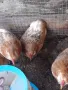 Оплодени яйца от Араукана, снимка 8