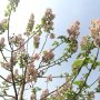 Продавам 400 семена от медоносно дърво пауловния томентоса за пчелари дървен материал сянка на двора, снимка 15