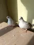 Продавам гълъби от снимките , снимка 4