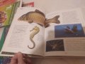 Рибата - енциклопедия 
