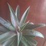 Вид мангаве, снимка 1 - Стайни растения - 39972605