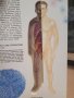 Човешкото тяло," прозрачна " енциклопедия от 1993 г., снимка 4