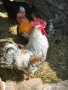 Легбар и Френски боен петел на ниска цена, снимка 1 - Кокошки и пуйки - 44633182