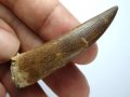 Фосилен зъб на Плезиозавър Zafarasaura Oceanis - Късна Креда (66 - 105.5 Ма), снимка 3