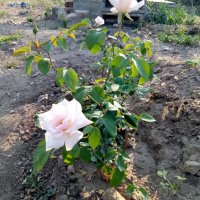 Градински храстовидни рози ,ароматни, снимка 5 - Градински цветя и растения - 33266169