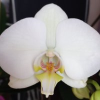 Орхидея фаленопсис в бял цвят, снимка 1 - Стайни растения - 36101970