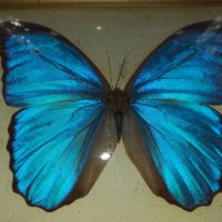 Пеперуда в рамка N2, снимка 2 - Антикварни и старинни предмети - 42977275