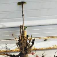 Черен дървовиден бъз, Свирчовина (Sambucus nigra) за имунната система на гол корен , снимка 3 - Разсади - 39107473
