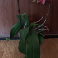 Орхидея фаленопсис Ravenna, снимка 2 - Стайни растения - 37358307