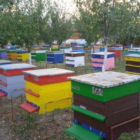 Продавам пчелен/цветен прашец., снимка 5 - Пчелни продукти - 43886258