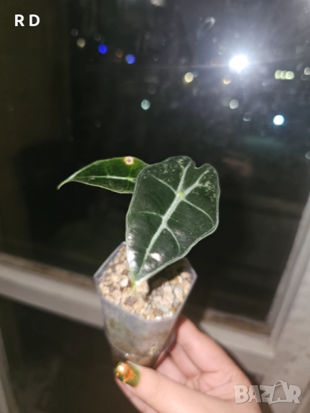 Alocasia Polly Ghost Mint/ Алоказия Поли Призрак Мента, снимка 1